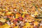 USA, Michigan, Ottawa National Forest. Close-up of fallen maple leaves on ground. Art Print
